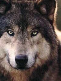 Cover image of My sweet, sweet mates. {BoyxBoyxBoy Werewolf}